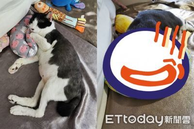 愛貓解鎖甜甜圈「正確使用方法」 牠臉埋中洞睡超爽...媽看傻