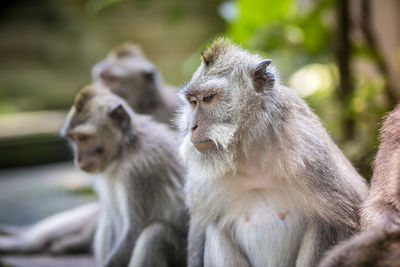 為了完成動物收藏　惡母「用養女交換稀有外來猴」涉虐童被捕