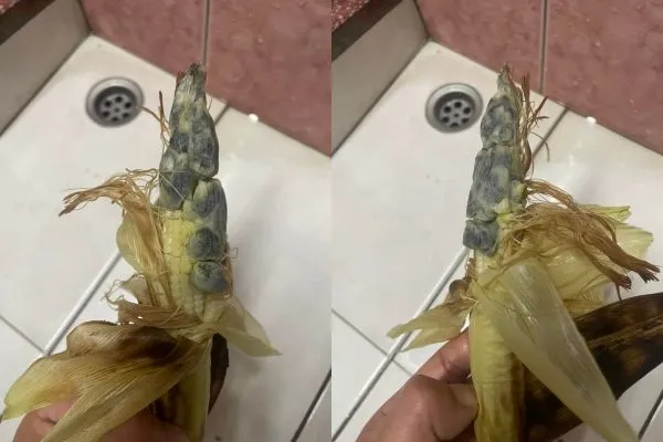 他剝玉米筍驚見「泰國蝦」嚇壞，老饕一看嗨翻。（圖／翻攝自Facebook／爆廢2公社）