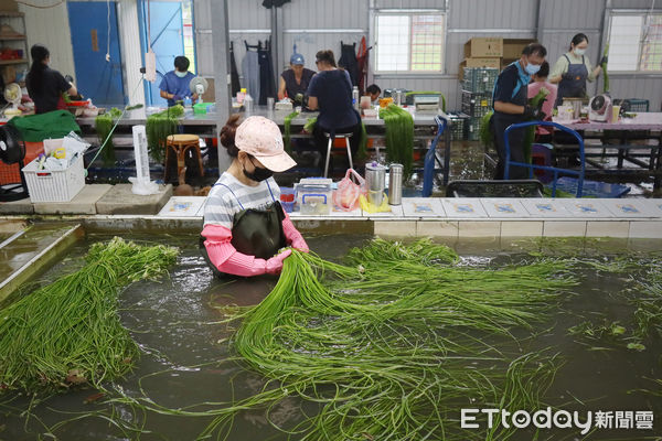 ▲專題使用勿取 泡在水池裡清洗野蓮的大多是從越南嫁過來的新住民。（圖／記者沈君帆攝）