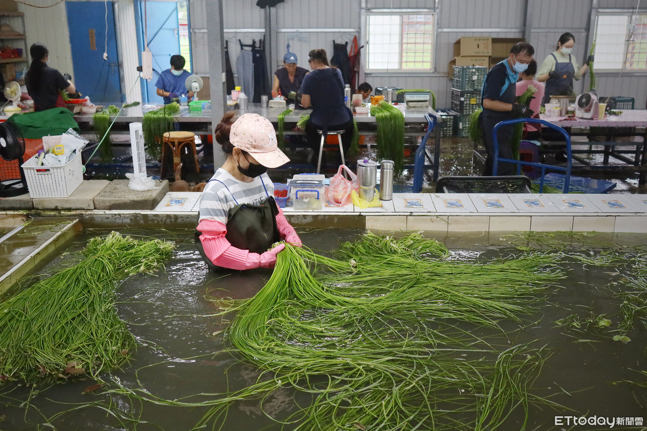 ▲專題使用勿取 泡在水池裡清洗野蓮的大多是從越南嫁過來的新住民。（圖／記者沈君帆攝）