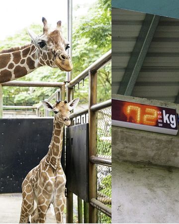 ▲▼動物園喜添長頸鹿新生寶寶！　72KG「長腿巨嬰」成功戒奶瓶。（圖／台北市立動物園提供）