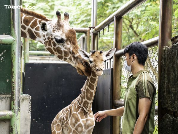 ▲▼動物園喜添長頸鹿新生寶寶！　72KG「長腿巨嬰」成功戒奶瓶。（圖／台北市立動物園提供）