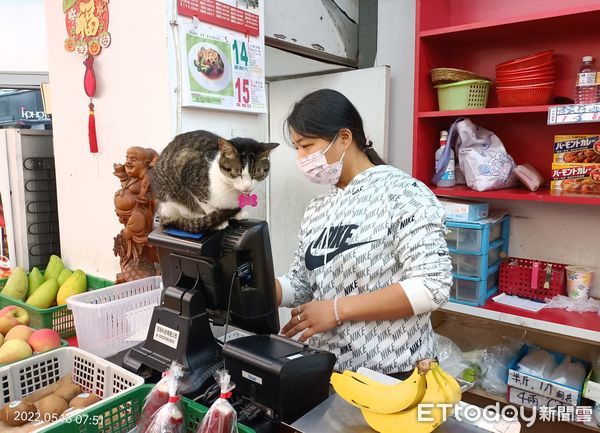 ▲逛水果店見「虎皮老闆」倒菜籃睡翻　在地居民認出牠：升格店長了。（圖／網友馬加加提供）