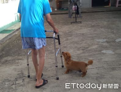 臘腸陪83歲阿祖散步「淚眼汪汪抬頭」 爸戳破溫馨畫面!網友笑翻