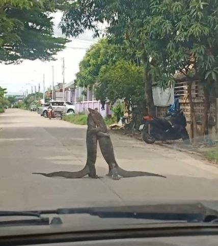 ▲▼泰國馬路上2巨蜥大打出手。（圖／TikTok／@thanatchapan_kot）