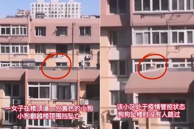 頂樓遛狗沒牽繩! 柴犬「暴衝跳過女兒牆」墜5層樓慘死