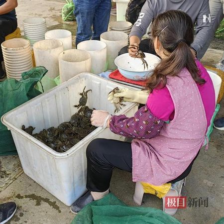 ▲▼大閘蟹恐缺席今年中秋　養殖戶：高溫熱死了1萬多隻！。（圖／極目新聞）