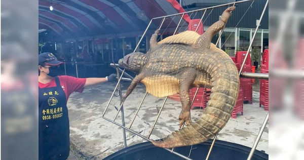 嘉義有業者直接把鱷魚拿上烤網烤。（圖／翻攝自嘉義多一點臉書社團）