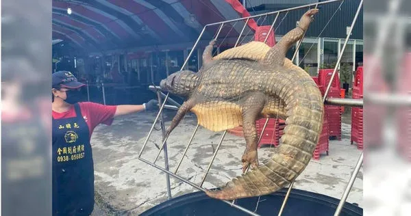 嘉義有業者直接把鱷魚拿上烤網烤。（圖／翻攝自嘉義多一點臉書社團）