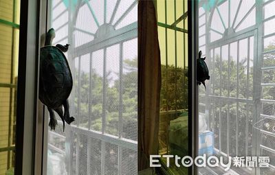 整理窩撞見「超強忍者龜」爬紗窗越獄 他嚇PO文笑翻網友