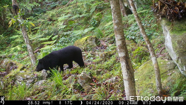 ▲台灣黑熊於玉山活動，被紅外線相機拍下身影。（圖／玉山國家公園管理處提供，下同）