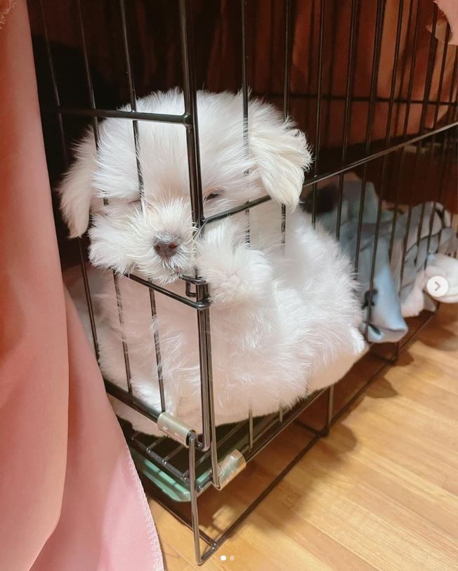 ▲李妍瑾的愛犬Bibo。（圖／翻攝自Instagram／li_yen_chin）