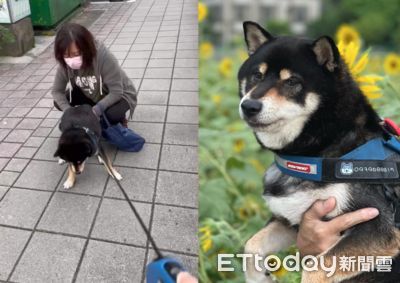 柴識破繞路散步賴地不走 2人「拉繩+推屁屁」笑翻網:純正血統