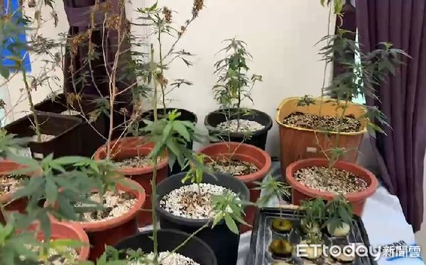 ▲台南市警五分局報請檢察官指揮偵辦，破獲許姓男子非法種植大麻，起獲大麻相關證物一批。（圖／記者林悅翻攝，下同）