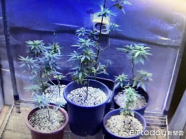 ▲台南市警五分局報請檢察官指揮偵辦，破獲許姓男子非法種植大麻，起獲大麻相關證物一批。（圖／記者林悅翻攝，下同）