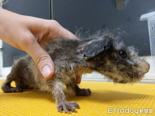 ▲因不當飼養造成動物傷病、棄養案件頻傳。（圖／動保團體提供）