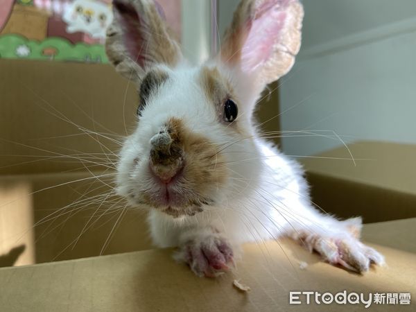 ▲因不當飼養造成動物傷病、棄養案件頻傳。（圖／動保團體提供）