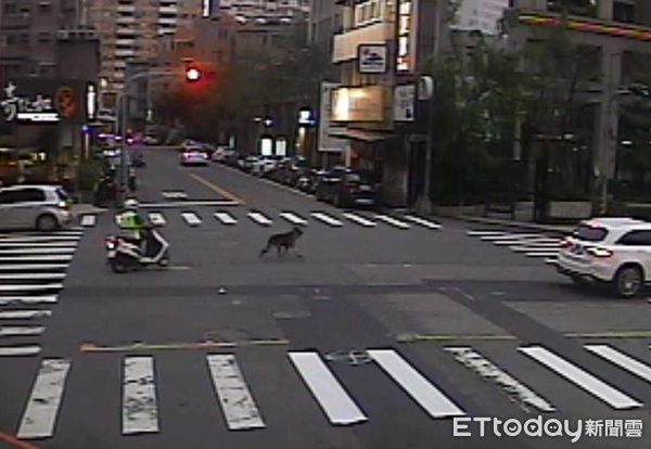 ▲▼一隻德國狼犬逛大街嚇壞路人，連員警也不敢靠近一路尾隨。（圖／警方提供，下同）