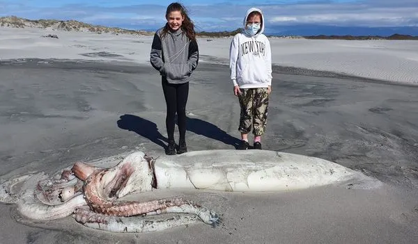 ▲紐西蘭沙灘上驚見大型烏賊，光身體就長達4公尺。（圖／翻攝自臉書Anton Donaldson）