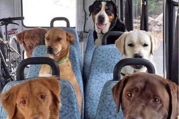 ▲▼狗狗們搭校車準備去上學。（圖／翻攝自reddit）