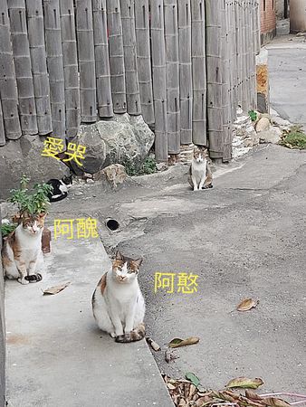 ▲離世愛犬帶「祖厝2浪貓」現身夢境　沒多久牠們都走了...姐痛流淚。（圖／有點毛毛的／網友雅惠提供）