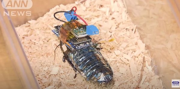 ▲日本科學家用電控制蟑螂，首創「半機械蟑螂」。（圖／翻攝自YouTube「ANNnewsCH」）