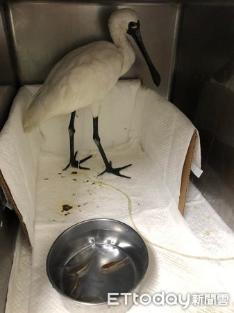 慈愛動物醫院台南金華分院救治黑面琵鷺。（圖／慈愛動物醫院提供）
