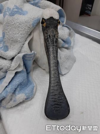 慈愛動物醫院台南金華分院救治黑面琵鷺。（圖／慈愛動物醫院提供）