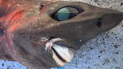 澳洲漁民捕獲「未知深海鯊魚」　詭異造型網虧：只有牠媽媽愛　