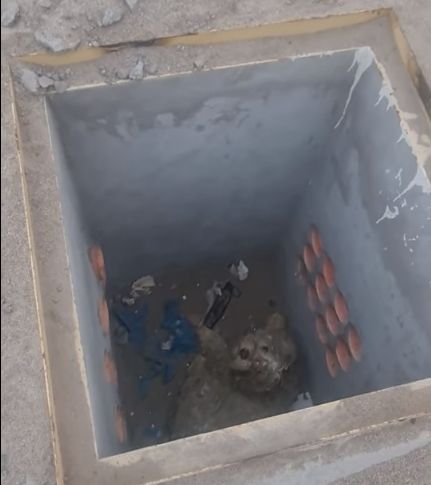▲▼狗狗在工地哀嚎，發現是有同伴掉進去洞裡面。（圖／翻攝自臉書社團Comunidad Perruna Antofagasta-Chile）