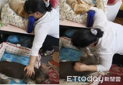 地震房間狂搖！姐「雙手護2狗」低頭喊沒事　結果牠跳起來大暴走