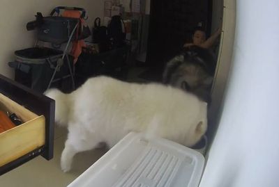 22樓遇強震！「雪橇2傻」穩住下盤猛扒飯　網笑：吃飽才有力氣跑