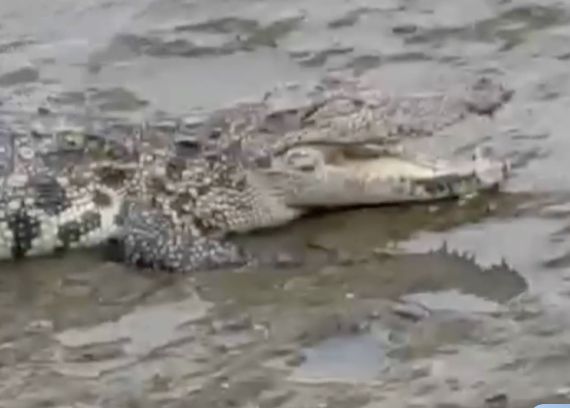 ▲上海黃浦江邊出現一條鱷魚，引起民眾好奇圍觀。（圖／翻攝新聞晨報）