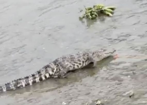▲上海黃浦江邊出現一條鱷魚，引起民眾好奇圍觀。（圖／翻攝新聞晨報）