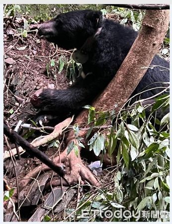 ▲田姓等3名男子涉嫌獵殺保育類台灣黑熊，遭南投地檢署提起公訴。（圖／記者高堂堯翻攝）