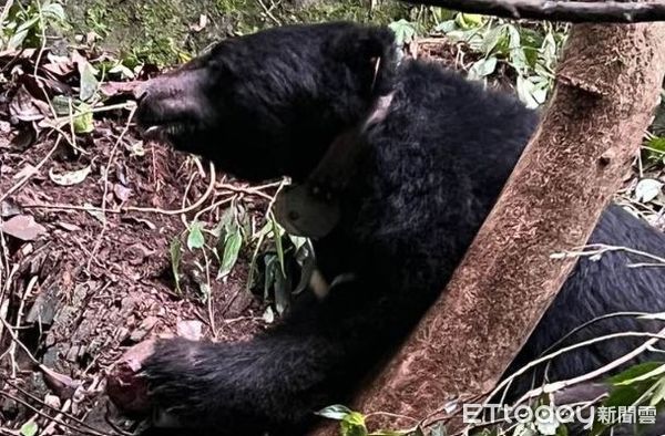 ▲田姓等3名男子涉嫌獵殺保育類台灣黑熊，遭南投地檢署提起公訴。（圖／資料照片，記者高堂堯翻攝）