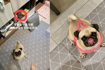 零食盒沒關！貪吃巴哥「超強定力」不偷吃　媽讚：也太乖了吧