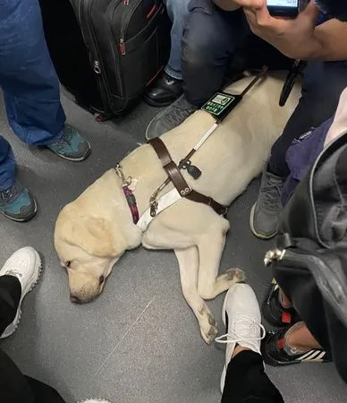 ▲▼車廂人擠人遇導盲犬上車　乘客靠近「圍成一圈」暖心出腳保護。（圖／翻攝自香港導盲犬服務中心 (HKSEDS)臉書粉專）