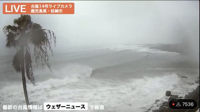 鹿兒島颱風天YT實況轉播　「堅強小椰」風雨不倒吸百萬人打氣