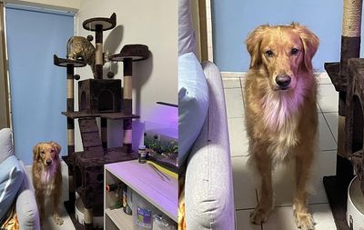 貓咪有跳台牠沒有! 阿金「原地崩潰」皺眉頭質問: 為什麼偏心