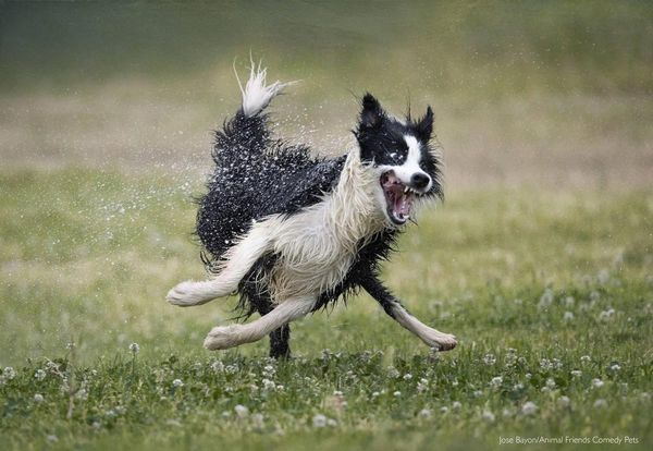 英國2022「搞笑寵物攝影獎」狗狗組冠軍由〈Nilo's Love for water〉拿下。（翻攝自Comedy Pet Photography Awards網站）