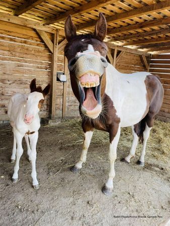 英國2022「搞笑寵物攝影獎」馬匹組冠軍由〈Happy Horses〉拿下。（翻攝自Comedy Pet Photography Awards網站）