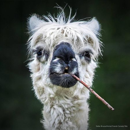 英國2022「搞笑寵物攝影獎」其他動物組冠軍由〈Smokin' Alpaca〉拿下。（翻攝自Comedy Pet Photography Awards網站）