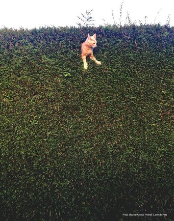 英國2022「搞笑寵物攝影獎」兒少組冠軍由〈Jack the Cat stuck in the hedge〉拿下。（翻攝自Comedy Pet Photography Awards網站）