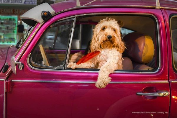 英國2022「搞笑寵物攝影獎」主辦單位最愛頭銜由〈Chauffeur Dog〉拿下。（翻攝自Comedy Pet Photography Awards網站）