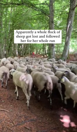 跑步跑一跑變牧羊人。（圖／翻攝自IG@Eleanor Scholz）