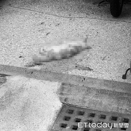 ▲有網友PＯ網指控在台南市南區仁慈街一帶，9月21日凌晨有飼主深夜放狗獵殺浪貓，影片中確有1群狗群追逐1隻貓，並造成貓兒死亡。（圖／民眾提供，下同）
