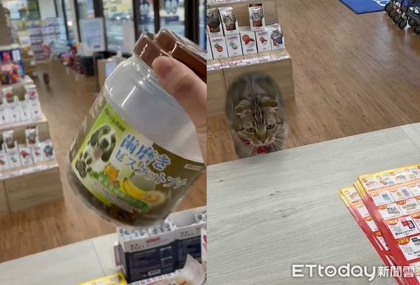 ▲搖晃飼料罐5秒召喚「小短腿萌獸」　店員曝心疼原因：最近吃胖了。（圖／東森寵物雲宜蘭新生店提供）