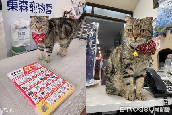 ▲搖晃飼料罐5秒召喚「小短腿萌獸」　店員曝心疼原因：最近吃胖了。（圖／東森寵物雲宜蘭新生店提供）